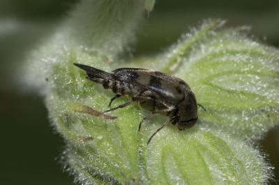 <i>Variimorda</i>