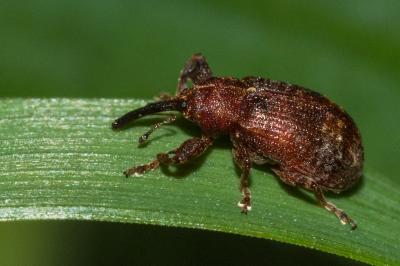 <i>Anthonomus</i>