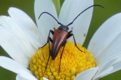 <i>Stenurella melanura</i>