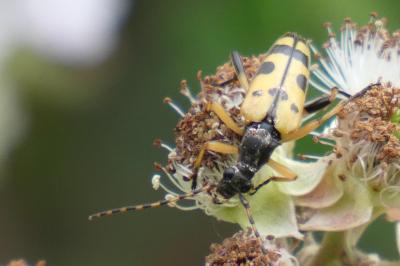 <i>Rutpela maculata</i>