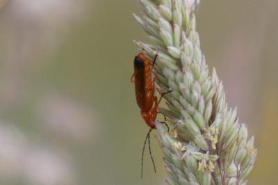 <i>Rhagonycha fulva</i>
