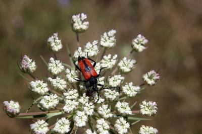 <i>Stictoleptura cordigera</i>