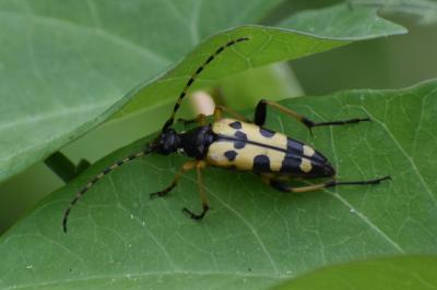 <i>Rutpela maculata</i>