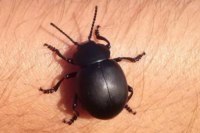<i>Timarcha tenebricosa</i>