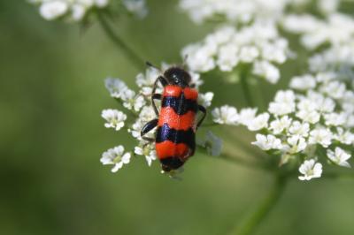 <i>Trichodes apiarius</i>