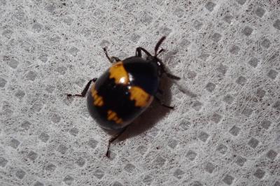 <i>Diaperis boleti</i>