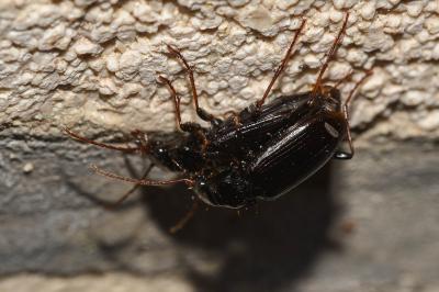 <i>Nebria salina</i>