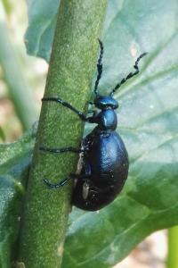 <i>Meloe violaceus</i>