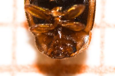 <i>Rhyzobius chrysomeloides</i>