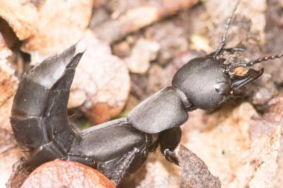 <i>Ocypus olens</i>