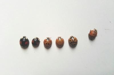 <i>Harmonia axyridis</i>