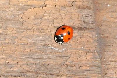 <i>Coccinella septempunctata</i>