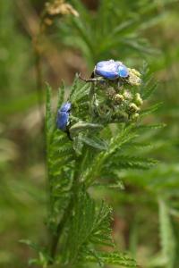 <i>Hoplia coerulea</i>