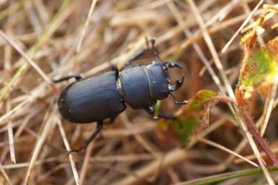 <i>Dorcus parallelipipedus</i>