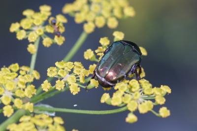 <i>Cetonia aurata</i>