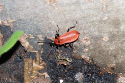 <i>Pyrochroa coccinea</i>