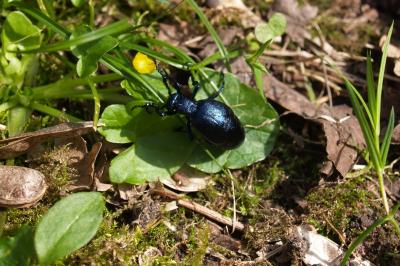 <i>Meloe violaceus</i>