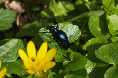 <i>Meloe violaceus</i>
