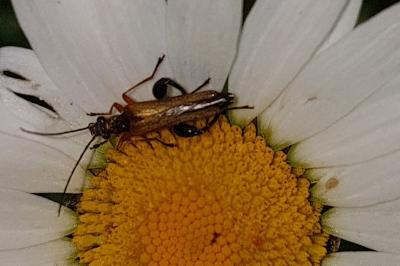 <i>Oedemera podagrariae</i>
