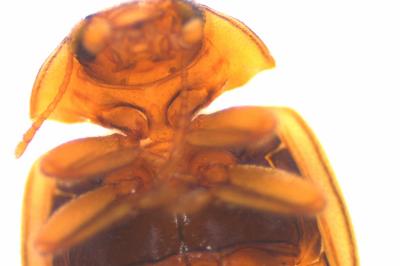 <i>Rhyzobius chrysomeloides</i>