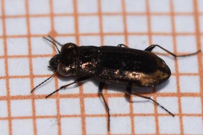 <i>Notiophilus quadripunctatus</i>