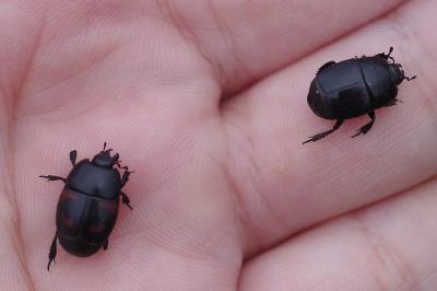 <i>Hister quadrimaculatus</i>