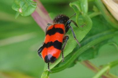 <i>Trichodes apiarius</i>