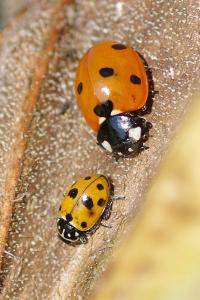 <i>Hippodamia variegata</i>