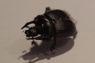 <i>Typhaeus typhoeus</i>