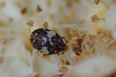 <i>Anthrenus</i>