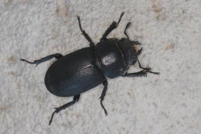 <i>Dorcus parallelipipedus</i>