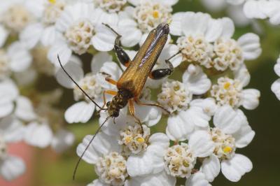 <i>Oedemera podagrariae</i>