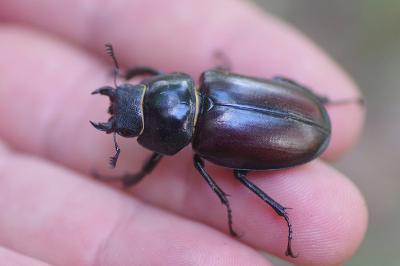 <i>Lucanus cervus</i>