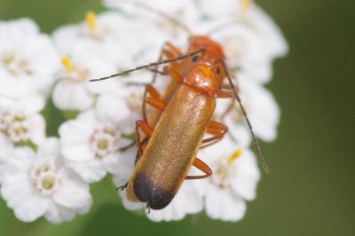 <i>Rhagonycha fulva</i>