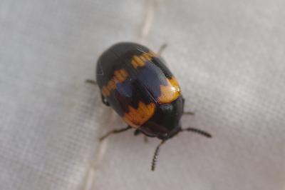 <i>Diaperis boleti</i>