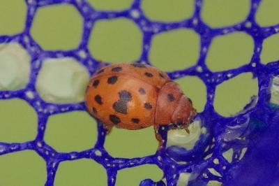 <i>Subcoccinella vigintiquatuorpunctata</i>