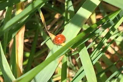 <i>Subcoccinella vigintiquatuorpunctata</i>