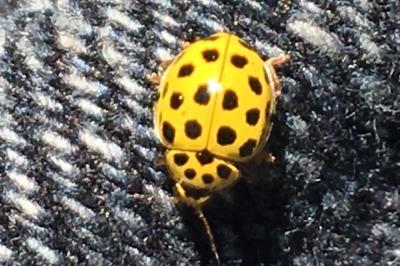 <i>Psyllobora vigintiduopunctata</i>