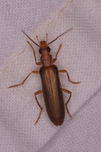 <i>Nacerdes carniolica</i>