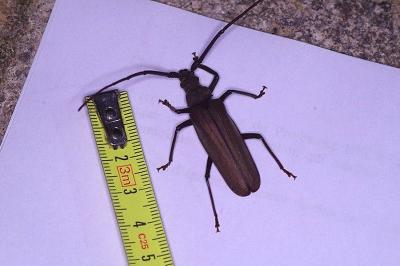 <i>Aegosoma scabricorne</i>