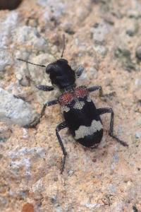 <i>Clerus mutillarius</i>