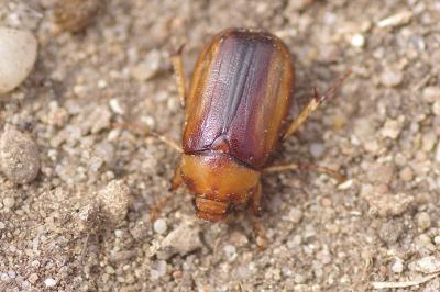 <i>Rhizotrogus aestivus</i>