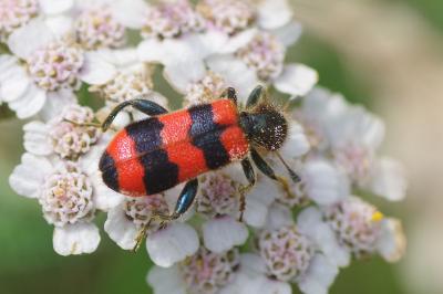 <i>Trichodes apiarius</i>