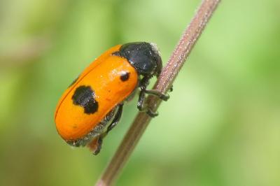 <i>Clytra laeviuscula</i>