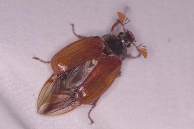 <i>Melolontha melolontha</i>