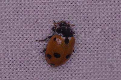 <i>Hippodamia variegata</i>