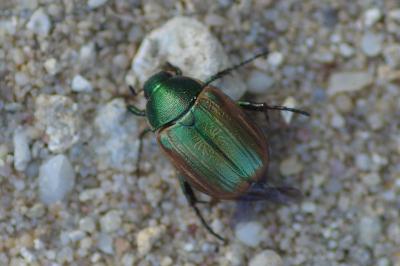 <i>Anomala dubia</i>
