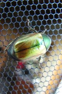 <i>Anomala dubia</i>