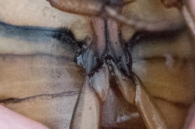 <i>Dytiscus marginalis</i>