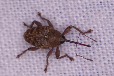<i>Curculio</i>